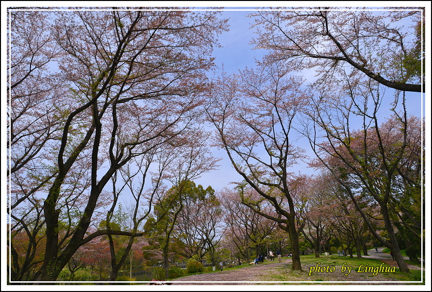 昭和公園2 Sakurahana（3）.JPG