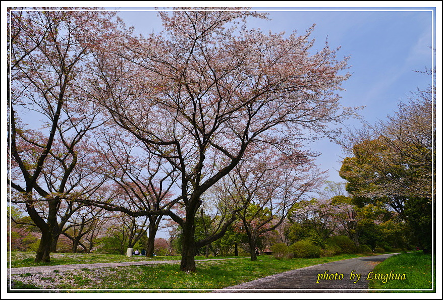 昭和公園2 Sakurahana（4）.JPG