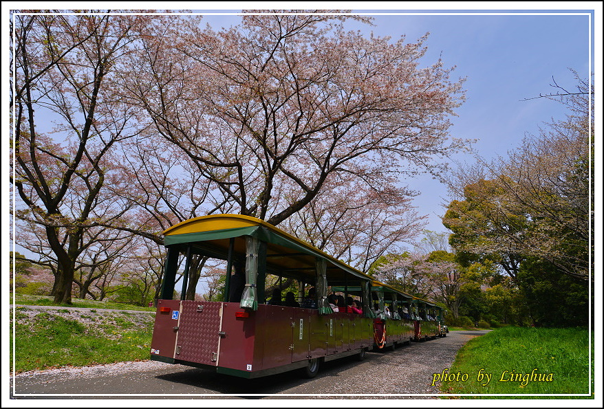 昭和公園2 Sakurahana（5）.JPG