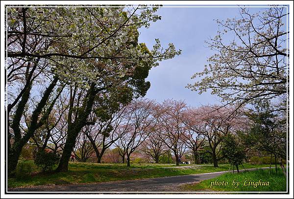 昭和公園~2櫻花(6).JPG