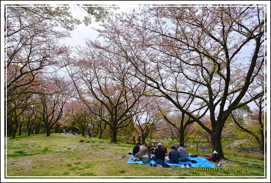 昭和公園2 Sakurahana（8）.JPG