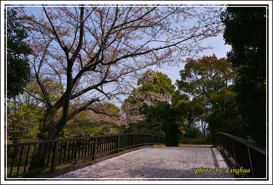 昭和公園2 Sakurahana（10）.JPG