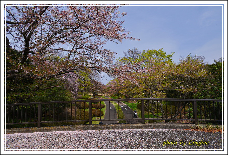 昭和公園2 Sakurahana（11）.JPG