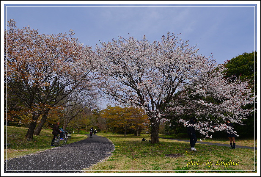 昭和公園2 Sakurahana（15）.JPG