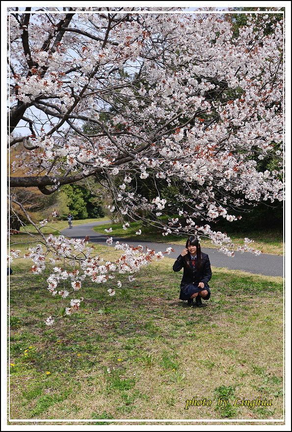 昭和公園2 Sakurahana（16）.JPG