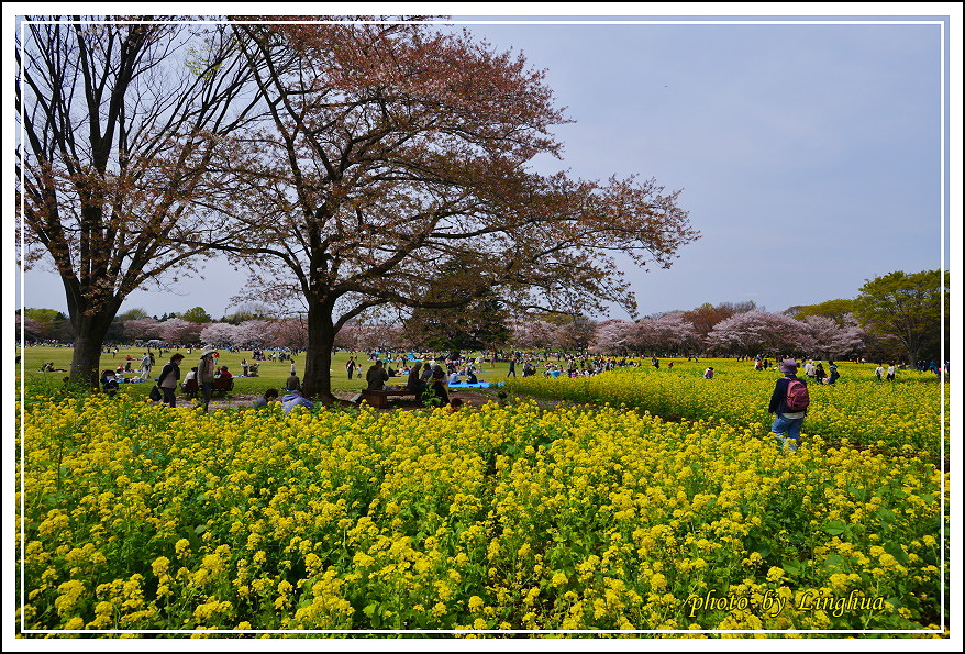 昭和公園2 Sakurahana（19）.JPG