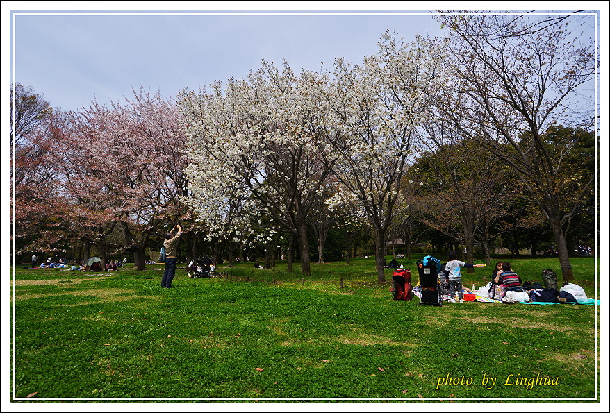 昭和公園2 Sakurahana（20）.JPG