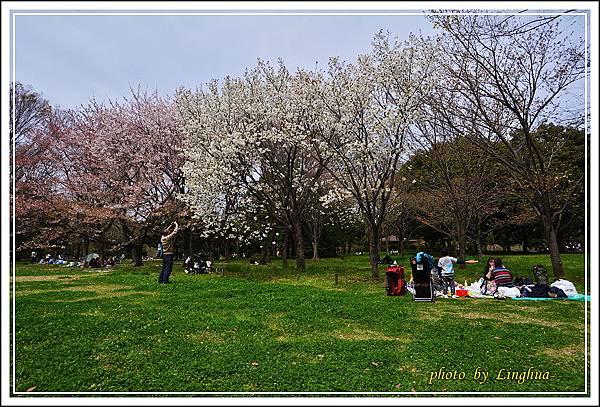 昭和公園~2櫻花(20).JPG