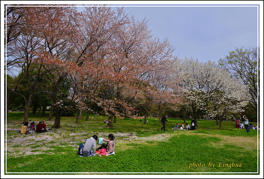 昭和公園2 Sakurahana（21）.JPG