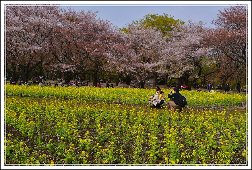 昭和公園2 Sakurahana（23）.JPG