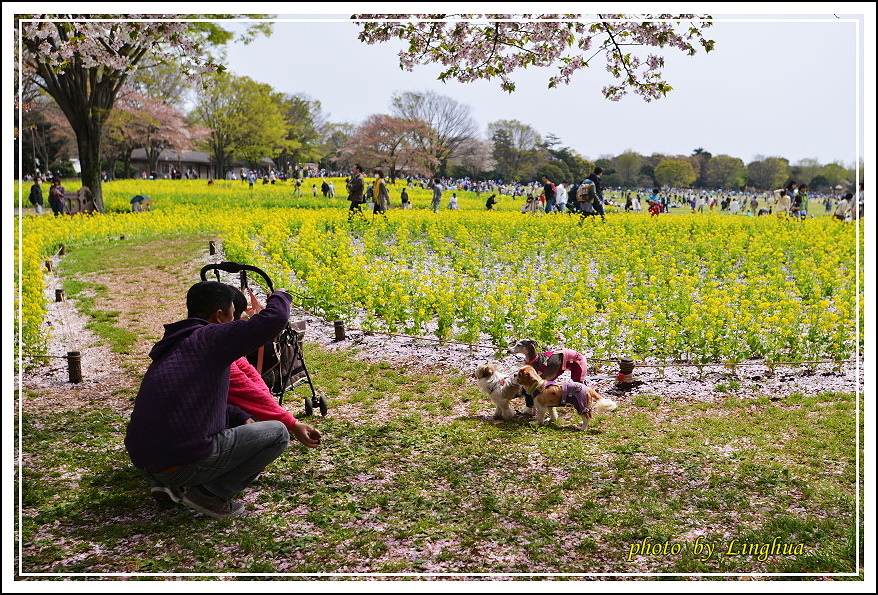 昭和公園2 Sakurahana（24）.JPG