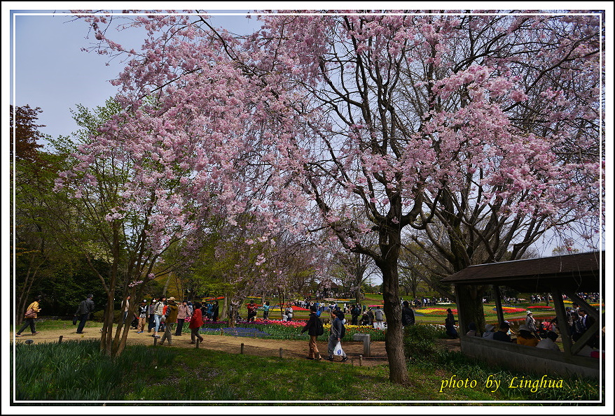 昭和公園2 Sakurahana（26）.JPG