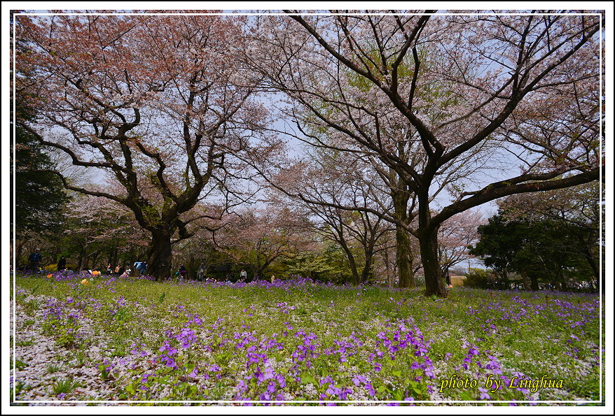 昭和公園2 Sakurahana（27）.JPG