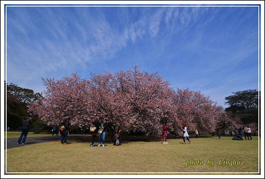 2015新宿御苑(5).JPG