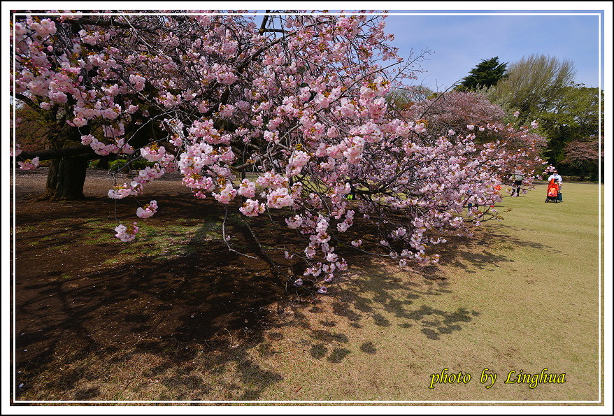 2015新宿御苑(10).JPG