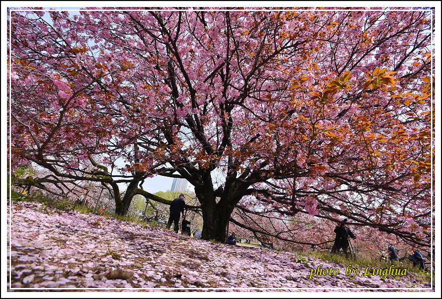 2015新宿御苑(14).JPG