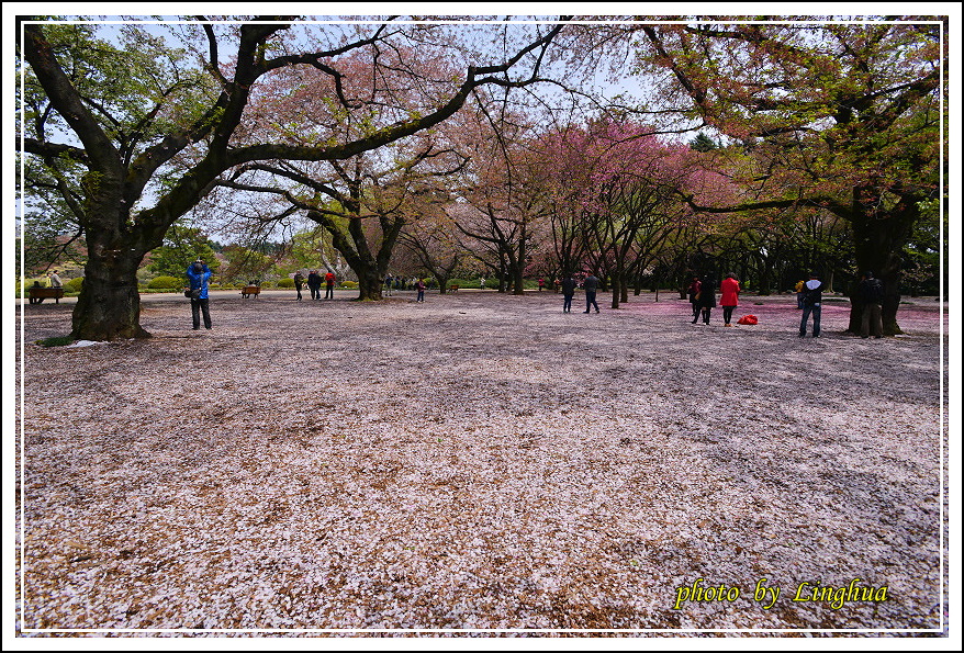 2015新宿御苑2(16).JPG