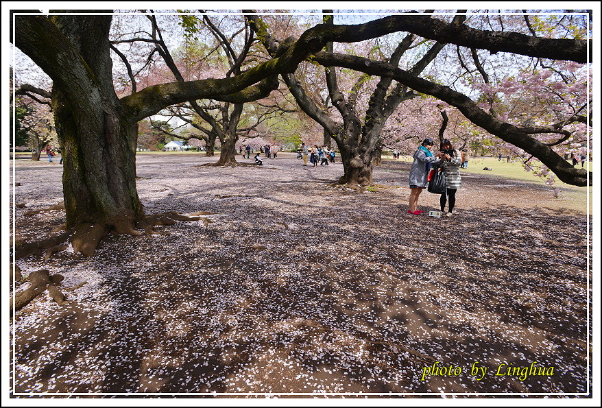 2015新宿御苑2(6).JPG