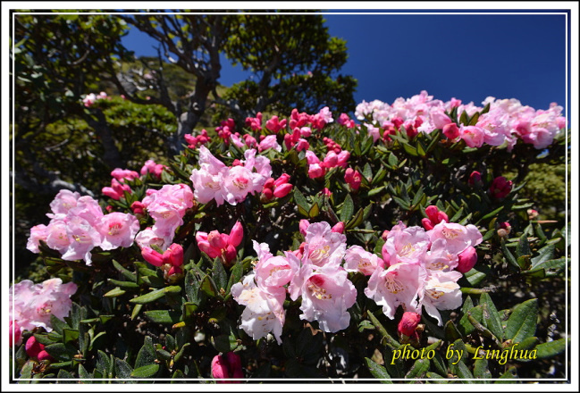 2015合歡東峰高山杜鵑(30).JPG 2015合歡東峰高山杜鵑(30).JPG