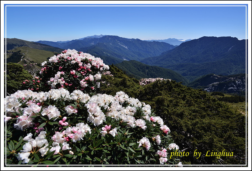 2015合歡東峰高山杜鵑(1).JPG