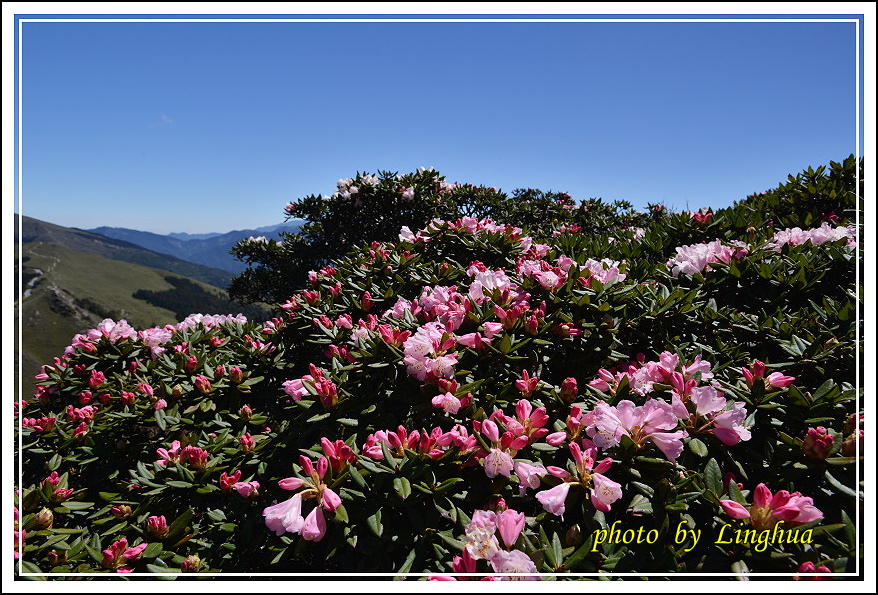 2015合歡東峰高山杜鵑(2).JPG