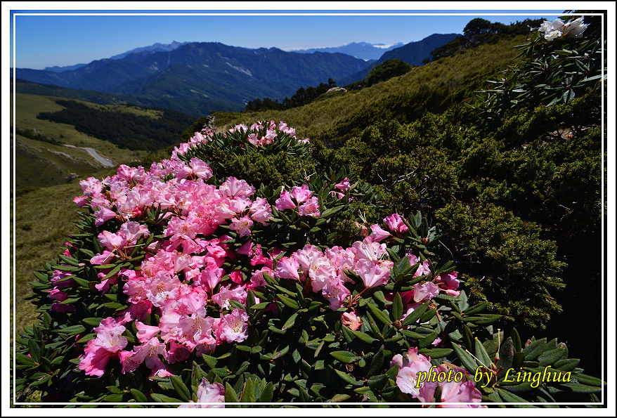 2015合歡東峰高山杜鵑(3).JPG