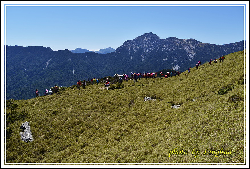 2015合歡東峰高山杜鵑(4).JPG