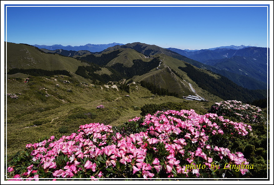 2015合歡東峰高山杜鵑(5).JPG