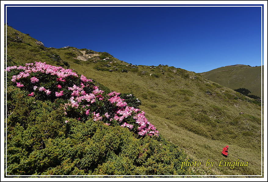 2015合歡東峰高山杜鵑(6).JPG