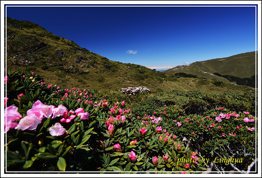 2015合歡東峰高山杜鵑(7).JPG