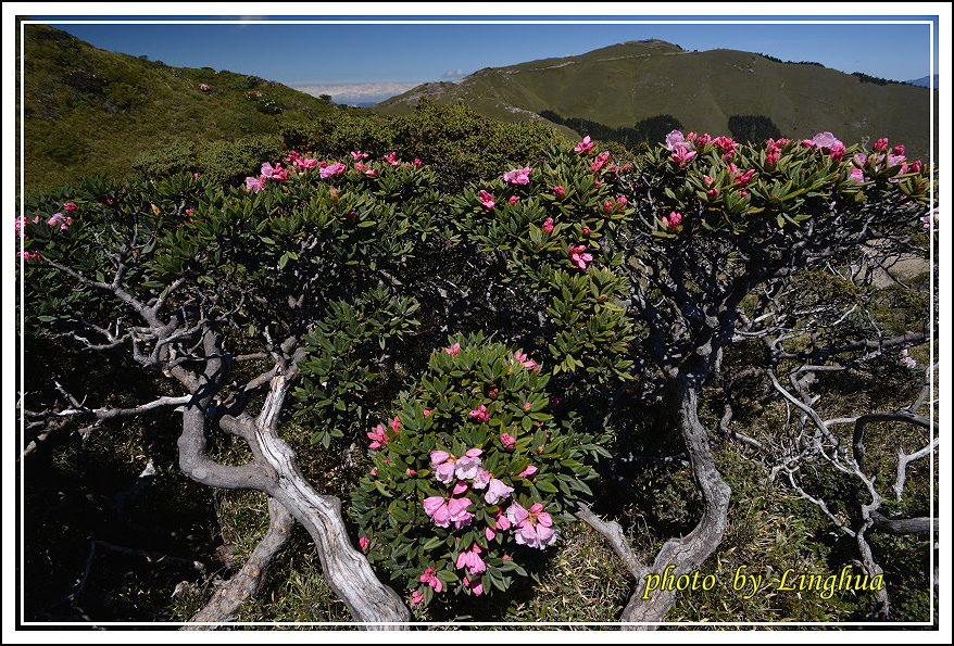 2015合歡東峰高山杜鵑(8).JPG