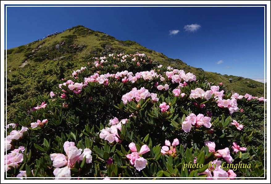 2015合歡東峰高山杜鵑(9).JPG