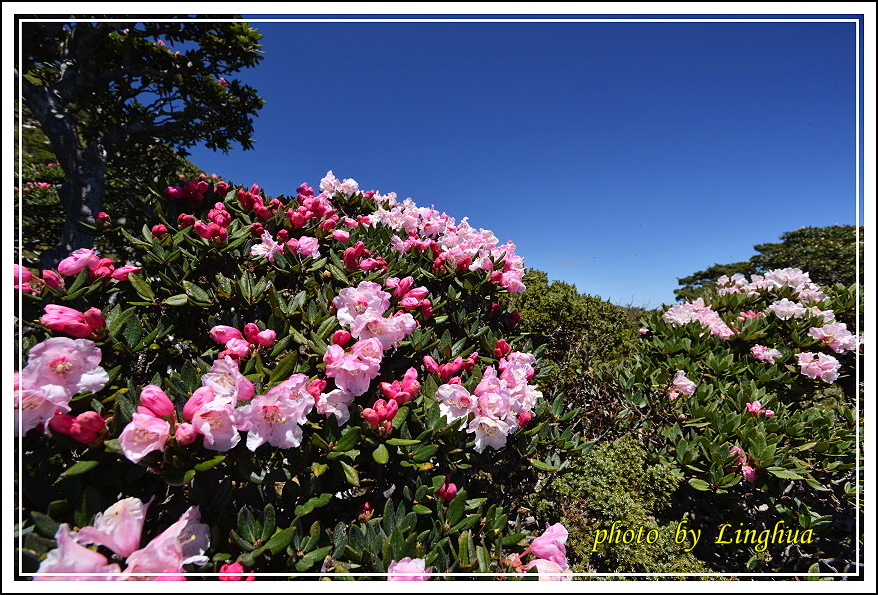 2015合歡東峰高山杜鵑(10).JPG