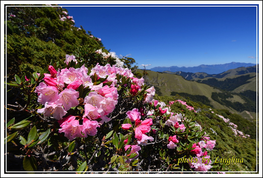 2015合歡東峰高山杜鵑(14).JPG