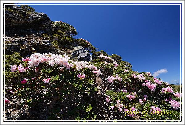 2015合歡東峰高山杜鵑(15).JPG