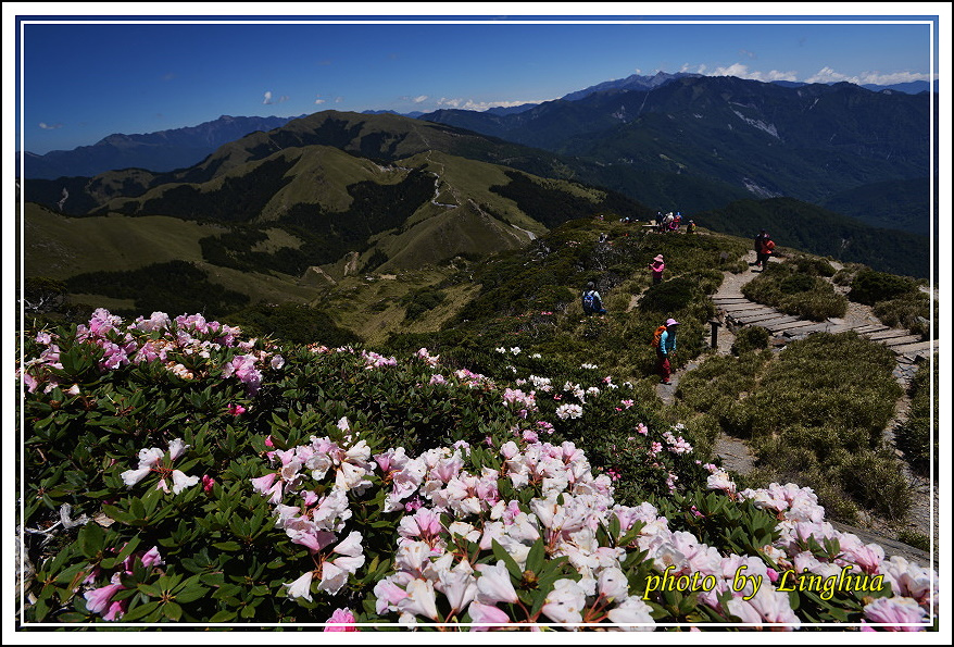 2015合歡東峰高山杜鵑(16).JPG