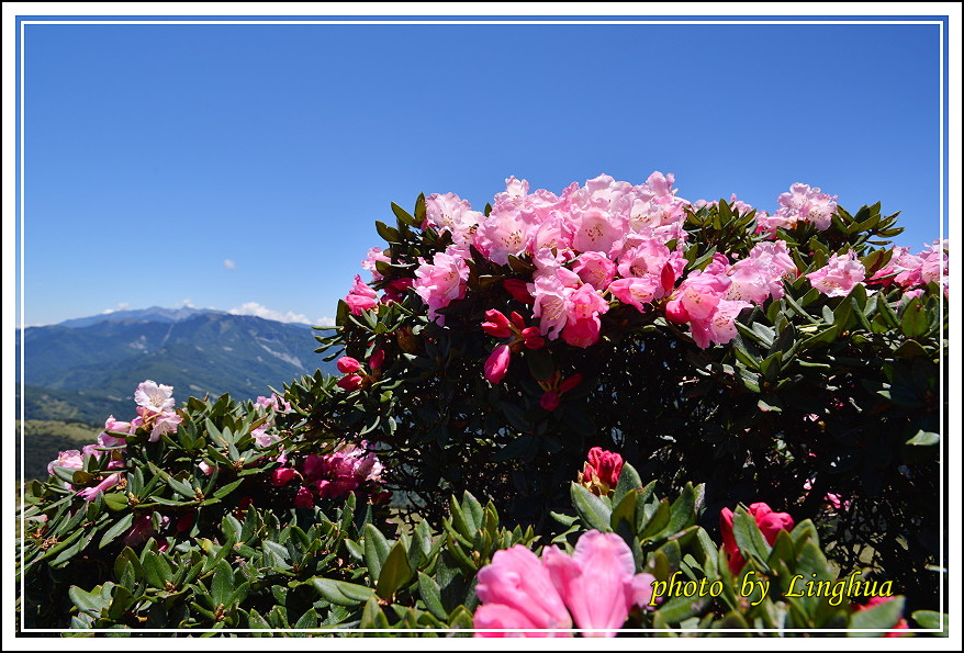 2015合歡東峰高山杜鵑(17).JPG