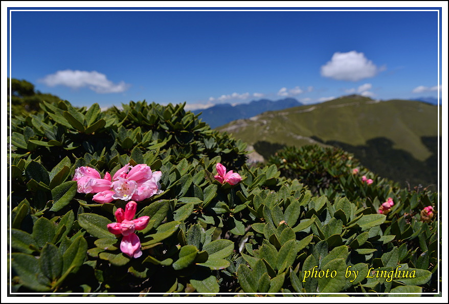 2015合歡東峰高山杜鵑(19).JPG