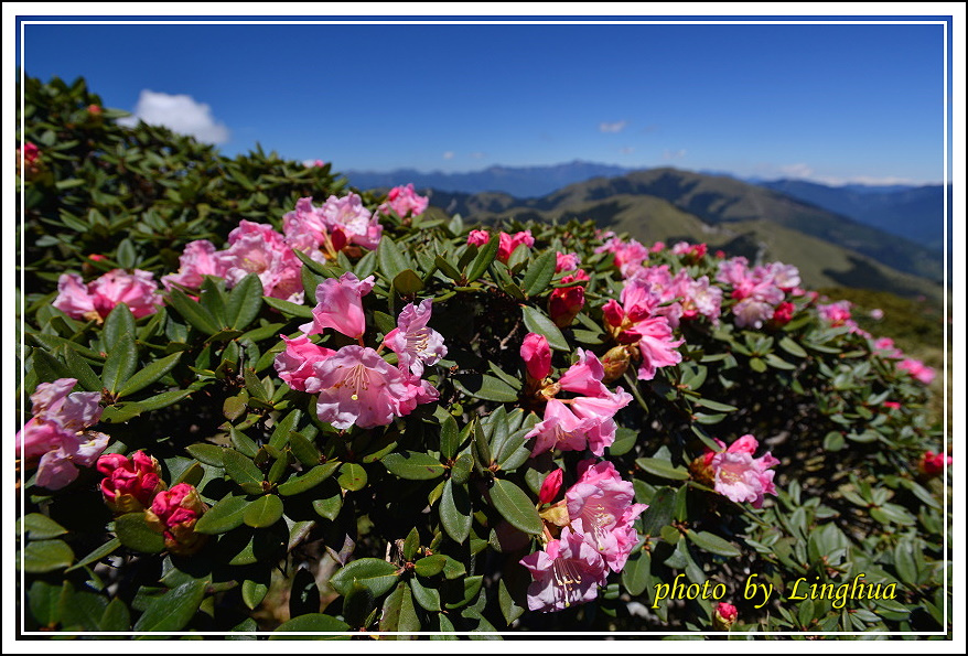 2015合歡東峰高山杜鵑(20).JPG