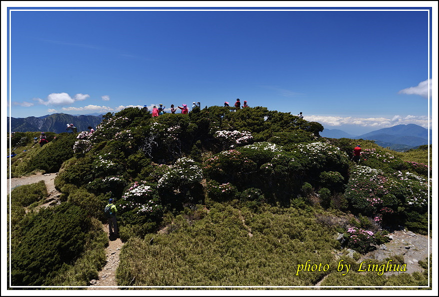 2015合歡東峰高山杜鵑(21).JPG