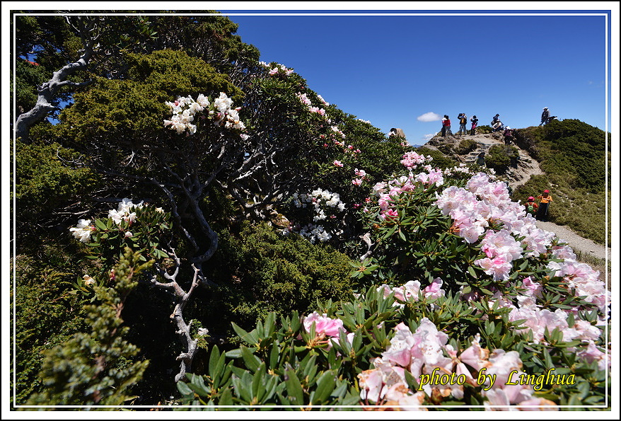 2015合歡東峰高山杜鵑(22).JPG