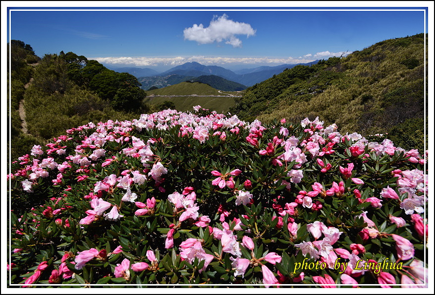 2015合歡東峰高山杜鵑(23).JPG