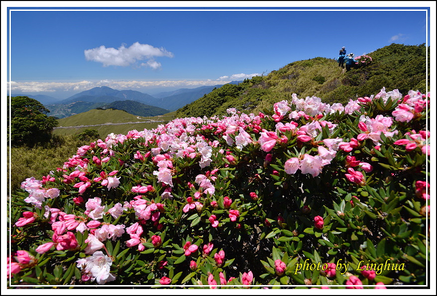 2015合歡東峰高山杜鵑(24).JPG