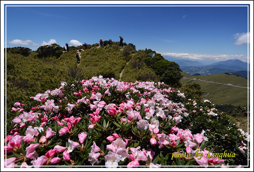 2015合歡東峰高山杜鵑(25).JPG