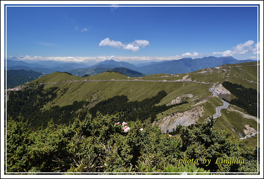 2015合歡東峰高山杜鵑(26).JPG