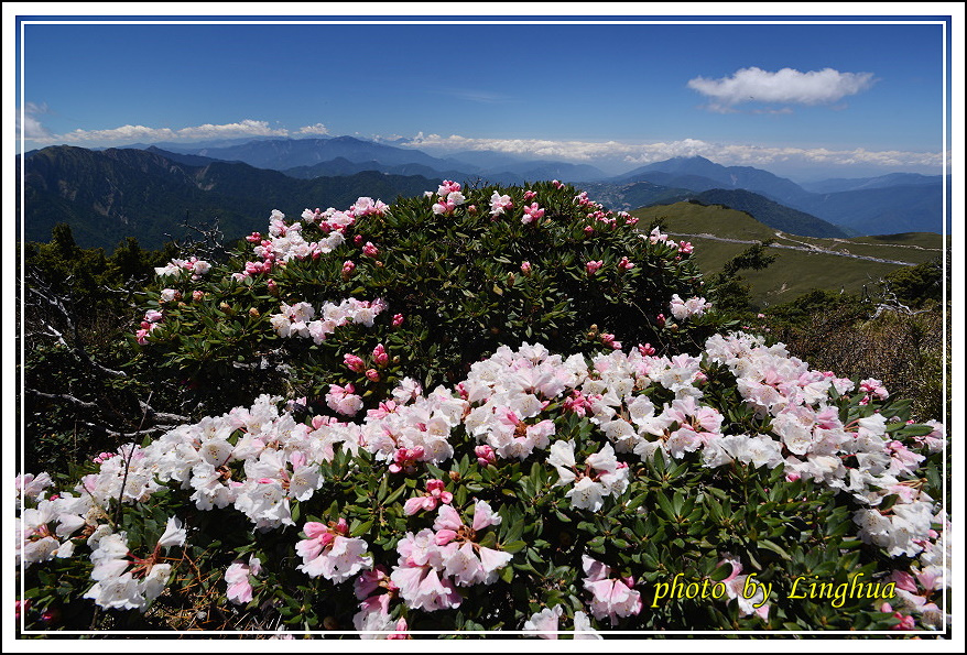 2015合歡東峰高山杜鵑(27).JPG