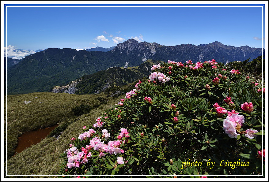 2015合歡東峰高山杜鵑(28).JPG