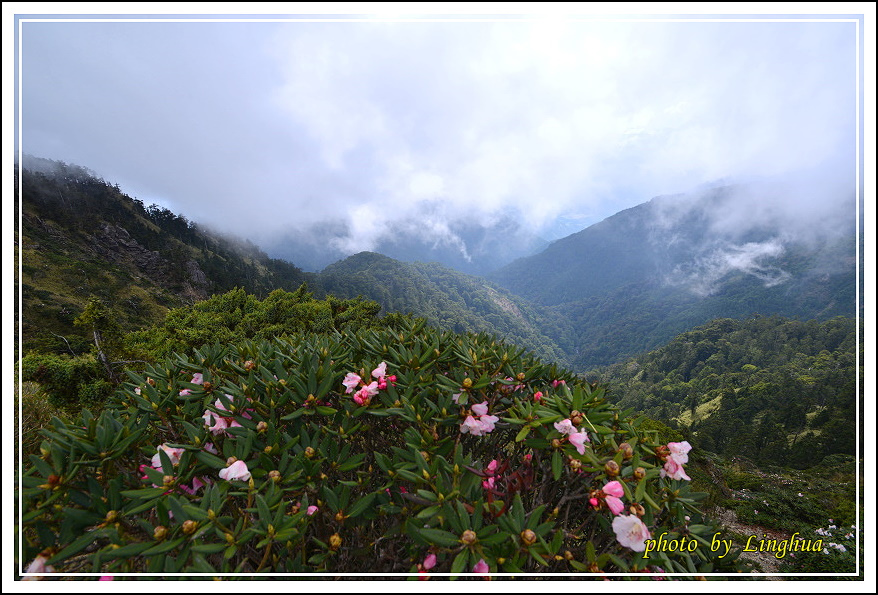 2015合歡主峰高山杜鵑(24).JPG