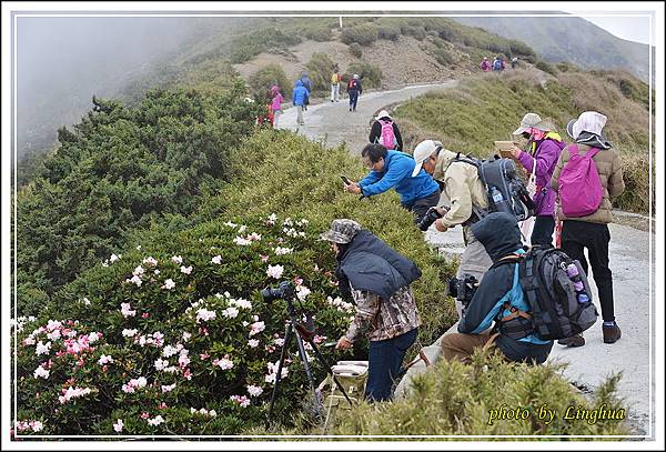 2015合歡主峰高山杜鵑(1).JPG