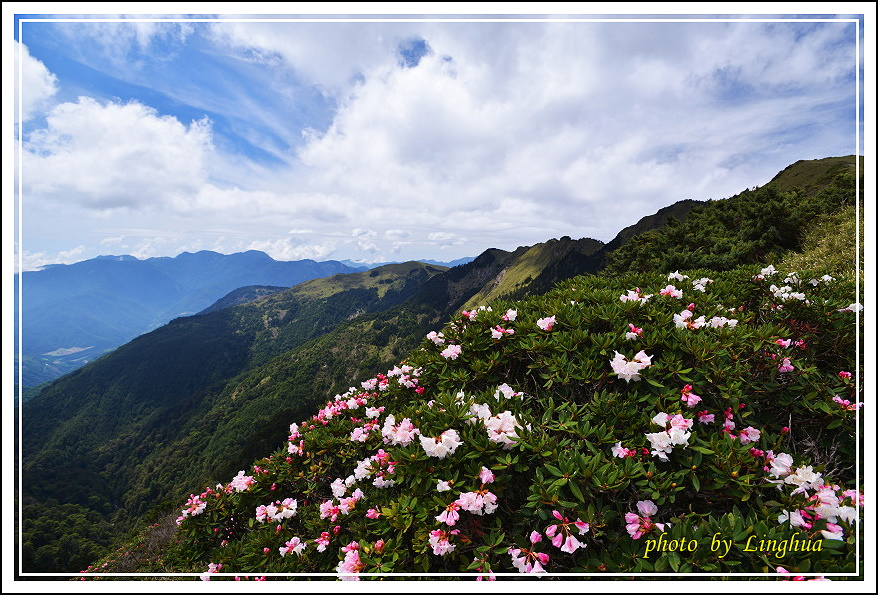 2015合歡主峰高山杜鵑(7).JPG